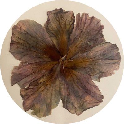 Earthy Asethic, Brown Flowers Aesthetic, Dry Flowers Aesthetic, Brown Aesthetic Flower, Brown Aesthetic Pfp, Dried Flowers Aesthetic, Flower Pfp, Brown Moodboard, Saint Agatha