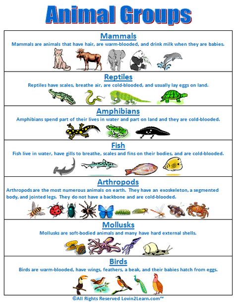 Super Subjects - Super Science - Life Science - Animal Groups - Animal Groups Chart Grade 3 Crafts Ideas, Animal Classification Chart, Animals Classification, Kindergarten Animals, Classification Of Animals, Animals Group, Groups Of Animals, Classifying Animals, Animal Classification