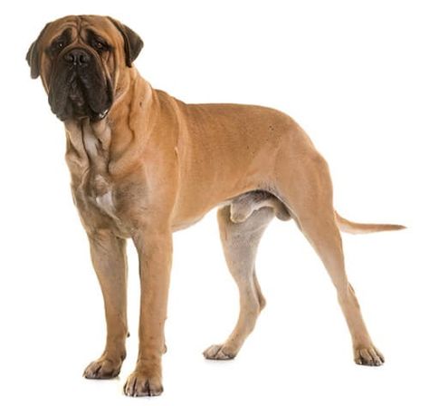 Bull Mastiff Puppies, Inherited Traits, Rare Disorders, Giant Breeds, Old English Bulldog, English Mastiff, Bull Mastiff, Guard Dogs, Gentle Giant