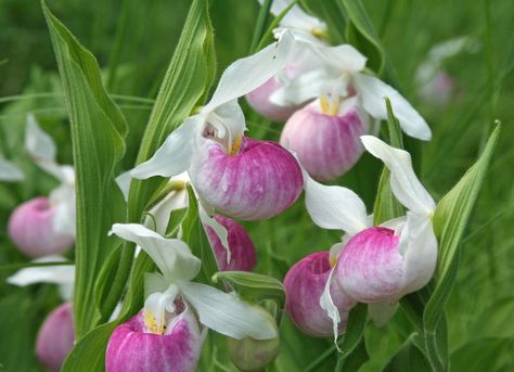 Minnesota state flower:  Pink and White Lady's Slipper Flower Portraits, Woodland Flowers, Minnesota State, Home Landscaping, Little Birds, Butterfly Flowers, Beautiful Blooms, Love Is Sweet, Nature Beauty