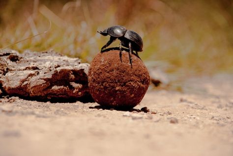 Dung Beetle, Neat Tricks, Out Of Africa, Star Map, Beetles, Milky Way, Amazing Nature, Animal Kingdom, Nature Lover