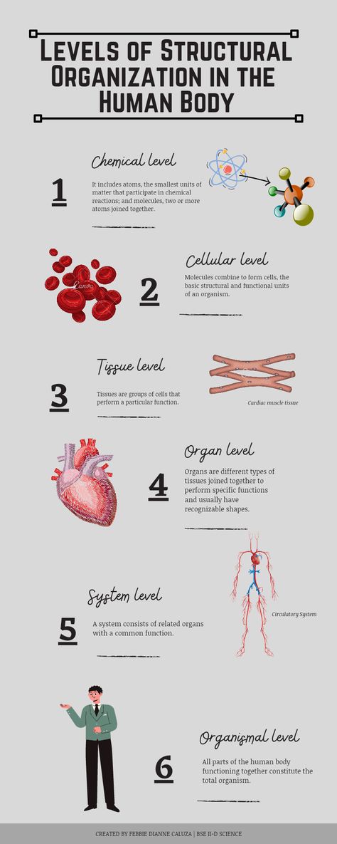 Level Of Organization Anatomy, Levels Of Structural Organization, Levels Of Organization In An Organism, Chemical Level Of Organization Notes, Human Body Systems Notes Aesthetic, Levels Of Organization Anatomy, Level Of Organization Biology, Cell Tissue Organ Organ System Organism, Body Organization Human Anatomy