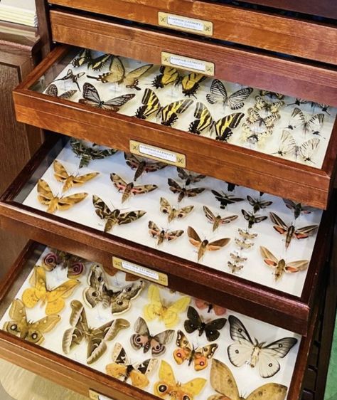 Bug Collection Aesthetic, Entomologist Aesthetic, Insect Collection Project, Mha Future, Zoology Aesthetic, Specimen Cabinet, Bug Taxidermy, Naturalist Decor, Learning Room