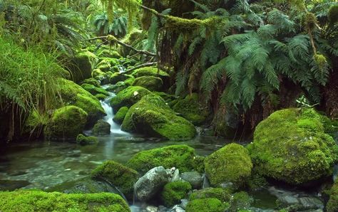 Temperate Forest, Tsitsikamma National Park, Rainforest Biome, Taroko National Park, Rainforest Plants, Daintree Rainforest, Temperate Rainforest, Image Film, Smoky Mountain National Park