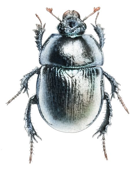 Ground Beetle, Beetle Drawing, Science Illustration, A Bug's Life, Working Late, Beetles, Freelance Illustrator, Clue, Spring Flowers