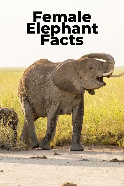 10 Female Elephant Facts Female Elephant, Male Elephant, Elephant Facts, Gods Creation, Wild Animals, The List, Animals Wild, Elephant, Led