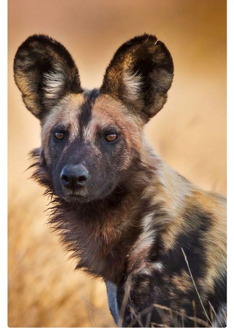 “Rikaon,” a wild African hunting dog, Kruger National Park, South Africa. The African wild dog (Lycaon pictus), also known as African hunting dog or painted wolf, is a canid native to sub-Saharan Africa. Listed as endangered. Wild Dog Photography, Wild Dogs African, Wild Dog Painting, Hyena Reference Photo, Painted Dogs African, African Wild Dog Photography, Wild Dogs Photography, African Wild Dog Fursona, African Wild Dog Therian