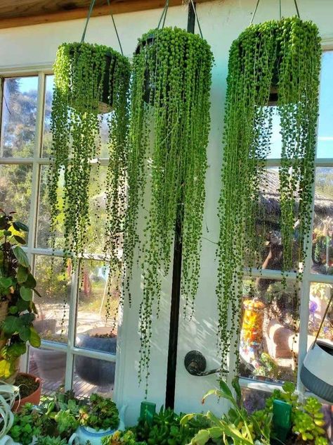 String Of Pearls Plant, Plants Hanging, Gardening Vegetables, Plant Hacks, Winter Plants, Plant Decor Indoor, Plant Aesthetic, House Plants Decor, Mental Wellbeing