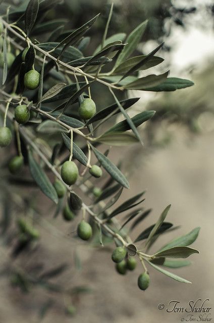 Mediterranean Photography, Olive Tree Care, Bedroom Mediterranean, Olivier En Pot, Growing Olive Trees, Olive Photography, Dance Clothing, Olive Branches, Olive Grove