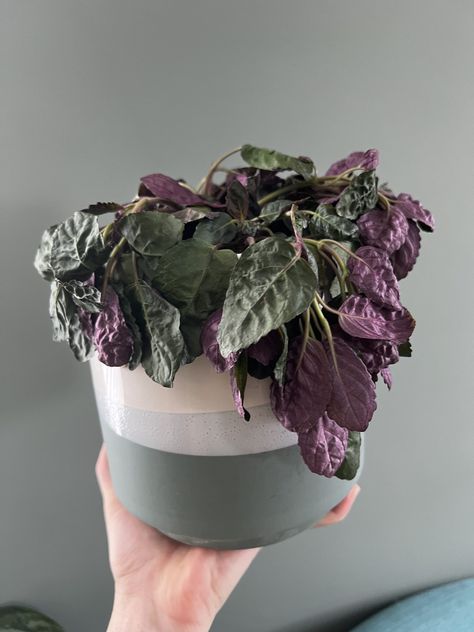 drooping waffle plant Purple Waffle Plant Care, Purple Waffle Plant, Waffle Plant, Toxic Plants For Cats, Indoor Gardens, Silk Plants, Leaf Texture, Decorative Pots, Propagating Plants