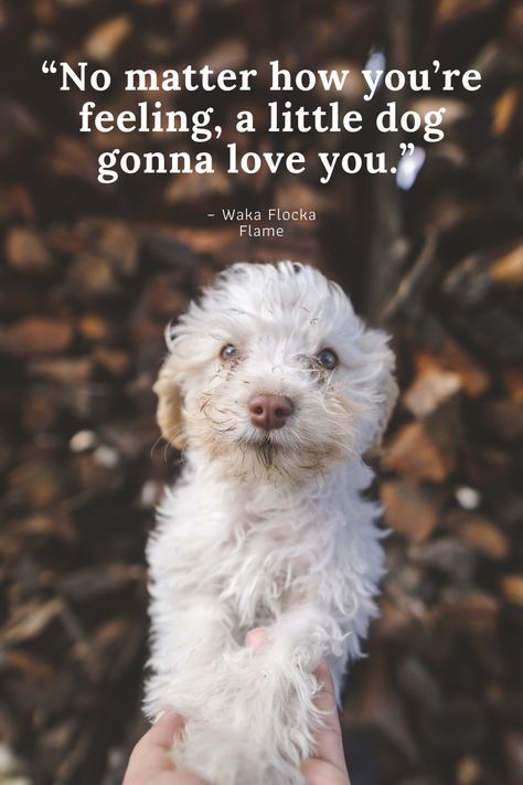 Love My Dog Quotes, Dog Quotes Inspirational, Whoodle Dog, Funny Dog Sayings, Best Dog Quotes, Potty Training Guide, Animals Quotes, Dog Sayings, Dog Words