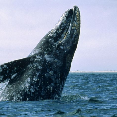 Grey Whale, Gray Whale, Public Opinion, The Whale, Fishing Rods, Endangered Species, Angeles, Grey, Fishing Rod