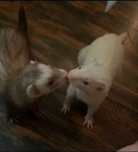 Ferrets Matching Pfp, Matching Ferret Pfp, Ferret Matching Pfp, Ferret Fursona, Two Ferrets, Ferret Couple, Blonde Ferret, White Ferret Draco, Ferret Astethic