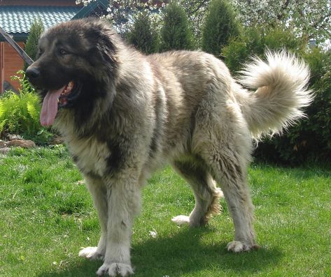 Ovcharka Caucasian Mountain Dog, Caucasian Dog, Electric Dog Fence, Caucasian Ovcharka, Horses Farm, Caucasian Shepherd Dog, Pet Anime, Guardian Dog, Caucasian Shepherd