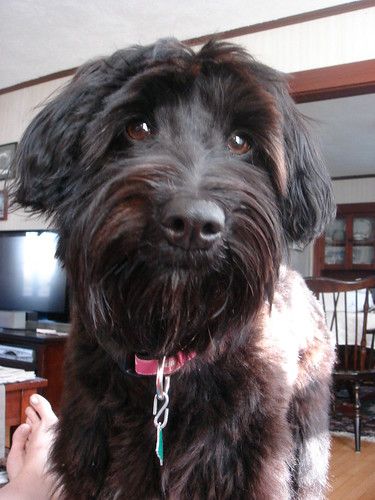 Schnoodle Haircut Styles, Schnoodle Haircut, Schnoodle Grooming, Schnoodle Haircuts, Giant Schnauzer Puppy, Schnoodle Puppy, Schnoodle Dog, Favorite Friend, Puppy Cut