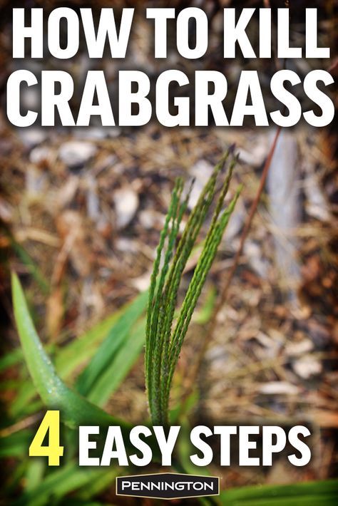 Crabgrass Removal, Asparagus Planting, Homemade Fertilizer, Lawn Renovation, Lawn Repair, Driveway Repair, Fall Garden Decor, Pergola Pictures, Garden Grass