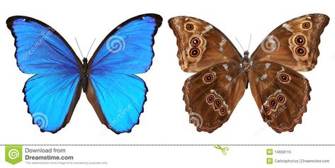 Butterfly top and bottom view. Butterfly (Morpho menelaus) top and bottom view i #Sponsored , #top, #Butterfly, #Morpho, #menelaus, #bottom Image Of Butterfly, Morpho Menelaus, Butterfly Morpho, Butterfly Wings Art, Snapchat Template, About Butterfly, Blue Butterfly Wallpaper, Blue Morpho Butterfly, Morpho Butterfly