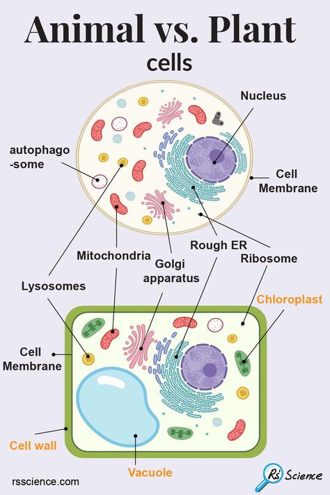 Plant cells and animal cells have many in common. They both have essential organelles including a nucleus, mitochondria, cell membrane, ribosomes, endoplasmic reticulum (ER), Golgi apparatus, lysosomes, peroxisomes, and cytoskeleton.

In addition to these common features, plant cells have three unique cellular structures or organelles that animal cells do not have – Cell wall, Vacuole, and Chloroplast. Plants And Animals Cells, Structure Of Animal Cell, Plant Cells And Animal Cells, Biology Notes Animal And Plant Cells, Plant And Animal Cells Project, Vacuole Plant Cell, Plant Cell And Animal Cell Diagram, Plant And Animal Cell Project, Plant Vs Animal Cell