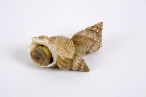 What Is Whelk, and How Is It Used? White Clam Sauce, Sea Snails, Clam Sauce, Sea Snail, Linguine, Grated Parmesan Cheese, How To Cook Pasta, Pizza, Sauce