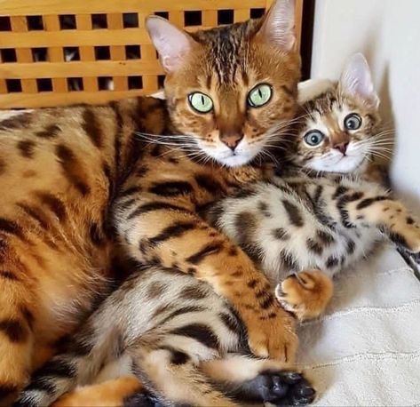 Gato Bengali, Bengal Kittens, Bengal Kitten, Bengal Cats, Gorgeous Cats, Cat Pose, Mama Cat, Bengal Cat, Cute Cats And Kittens