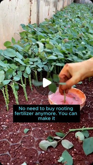 Strawberry Garden Ideas, Strawberry Gardening, Small Garden Design Ideas, Diy Fertilizer, Garden Strawberry, Strawberry Planter, Garden Hacks Diy, Grafting Plants, Strawberry Plant