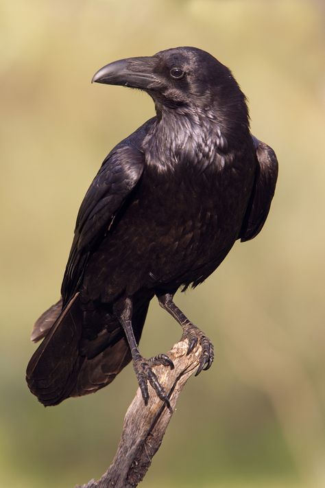 Raven Drawing Reference, Animal Photo Reference, Ravens Reference, Raven Art Drawing, Raven Photos, Raven Reference, Ravens Bird, Crow Reference, Crow In Flight