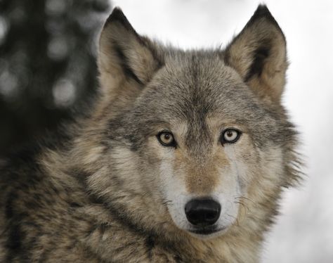 Timber Wolf Timber Wolf, Scientific Name, Siberian Tiger, Mule Deer, Latin Words, Grey Wolf, Creature Comforts, Black Wolf, Western Europe