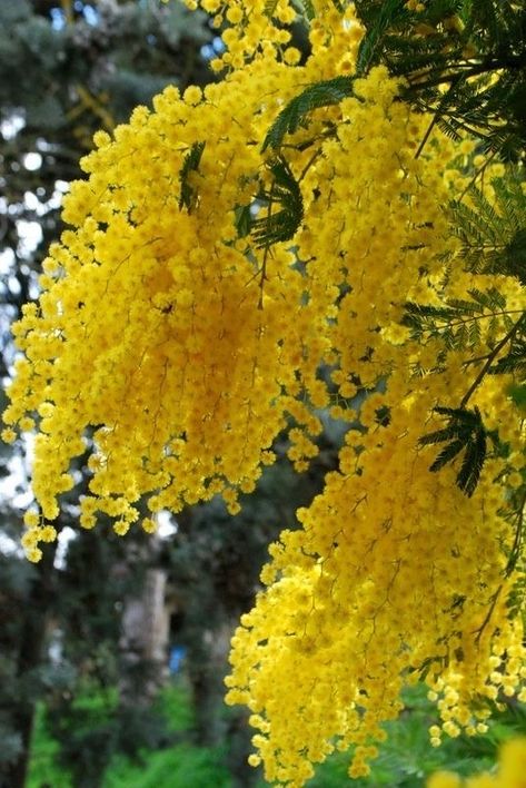 Acacia Dealbata, Floral Backgrounds, Flowering Trees, Exotic Flowers, Trees And Shrubs, Beautiful Tree, Beautiful Blooms, Dream Garden, Native Plants