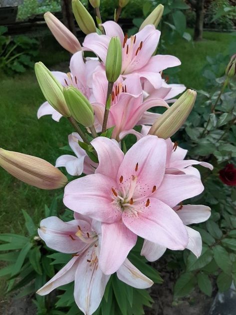 Lilly Flower, Boquette Flowers, Nothing But Flowers, Flower Therapy, Beautiful Bouquet Of Flowers, Pretty Plants, Lily Flower, Exotic Flowers, Types Of Flowers