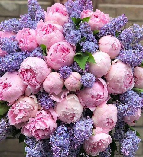 peonies andlilacs Pink And Purple Flowers, Peonies Bouquet, Beautiful Bouquet Of Flowers, Beautiful Flower Arrangements, Beautiful Blooms, Pink And Purple, Flower Pictures, Cut Flowers, Amazing Flowers