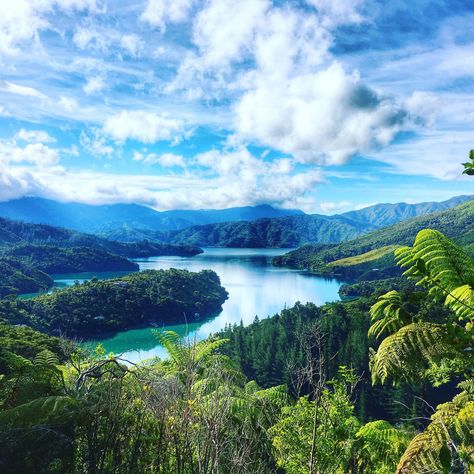 Queen Charlotte Track - one of New Zealand's leading hiking tracks. It is located in the Marlborough Sounds. Picton New Zealand, Hiking New Zealand, Marlborough Sounds, Lake George Village, New Zealand Landscape, Queen Charlotte, New Zealand Travel, South Island, Christchurch