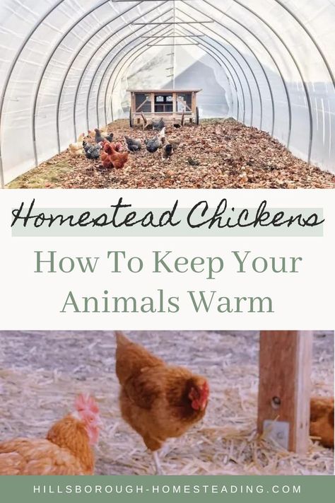 Chicken Care In Winter, Chicken Run In Winter, Chicken Winter Coop, Winterized Chicken Run, How To Keep Chickens Warm In Winter, Keeping Chickens Warm In Winter, Keep Chickens Warm In Winter, Chickens Winter, Chickens In Winter