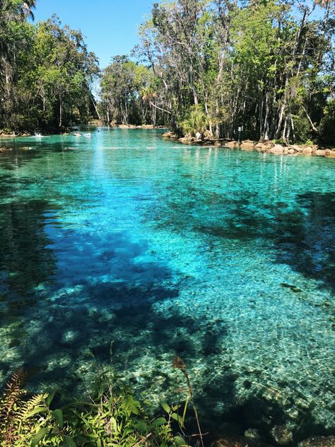 We know where our first stop will be when this is all over 😍 Three Sisters Springs with our Crystal River team! 🚣🏼🤘🏼 Crystal Springs Florida, Three Sisters Springs Florida, Rivers Aesthetic, River Nymph, Aesthetic River, Preppy Ocean, River Aesthetic, Clear Kayak, Crystal River Florida