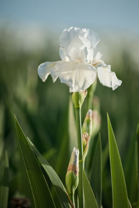 Louisiana Iris, Iris Reticulata, Growing Irises, Dutch Iris, P Allen Smith, Japanese Iris, Wild Iris, White Iris, Frequent Flyer