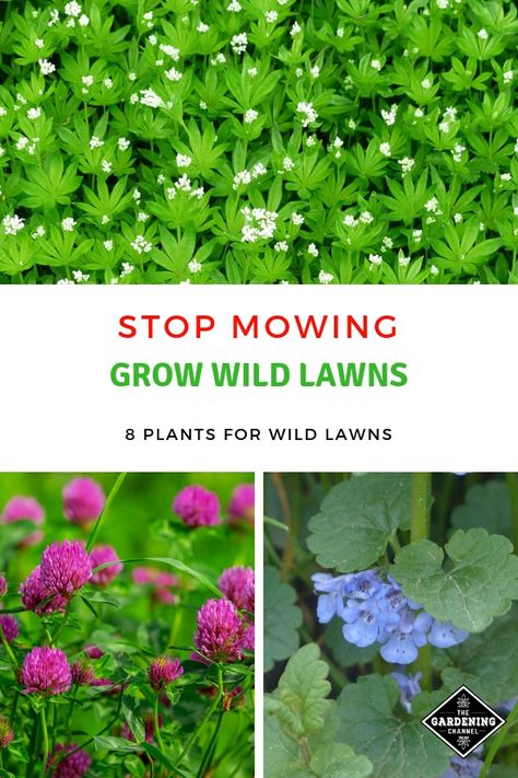 Stop mowing by growing a wild lawn. Follow these lawncare tips to plant a natural lawn that requires no mowing. See which plants to grow. #gardeningchannel #gardening #naturallawn #lawncare Gardening Videos, Lawn Alternatives, Gardening Zones, Organic Vegetable Garden, Survival Gardening, Garden Wallpaper, Ground Cover Plants, Homestead Survival, Wildflower Garden