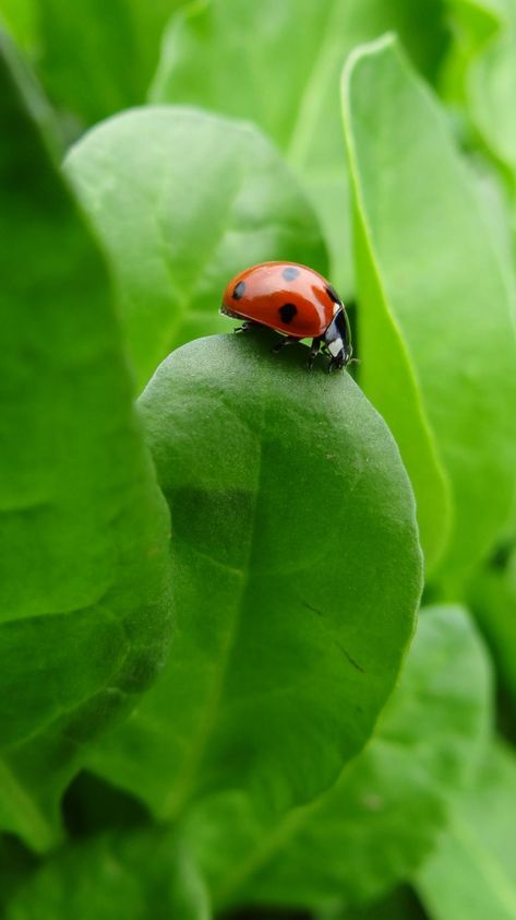 Ladybug On A Leaf, Leaves Painting, Nature Leaves, Spinach Leaves, Beautiful Creatures, Spinach, Art Projects, Tattoos, Green