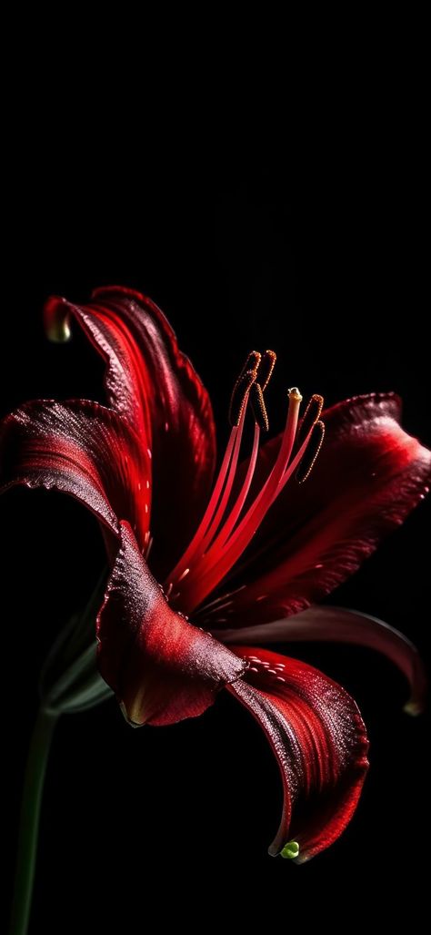 Cool Flower Wallpapers, Red Lily Wallpaper, Red Lillie’s, Red Lilies Aesthetic, Dark Hibiscus Flower, Red Flowers Wallpaper Iphone, Lilies Flowers Wallpaper, Black And Dark Red Aesthetic, Red Flower Wallpaper Iphone