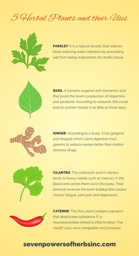 Herbal Plants And Their Uses, Plants And Their Uses, Medicinal Weeds, African Herbs, Reduce Nausea, Herbs Plants, Carboxylic Acid, Natural Diuretic, Herbal Plants