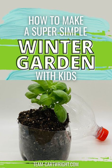 Text: How To Make a Super Simple Winter Garden with Kids
Picture: Close up of a plant growing in a homemade terrarium that can be grown indoors in the winter. Stem Garden Projects, Classroom Garden Indoor, Plant Stem Activities, Terrarium For Kids, Preschool Gardening, Horticulture Projects, School Garden Club, Garden For Kids, School Greenhouse