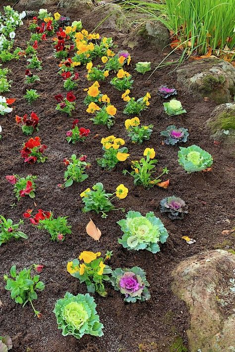 Ornamental kale (Brassica oleracea) and pansies (Viola X wittrockiana) in varied hues in a rock-bounded border are perfect companions for an autumn flower planting. Copyright ©2021 by Dolezal & Associates. All Rights Reserved. grownbyyou.com Pansies Landscape Front Yards, Pansies And Cabbage Flower Bed, Annual Herbs, How To Plant Flowers, Neighborhood Entrance, Autumn Border, Kale Plant, Cabbage Flowers, Flower Borders