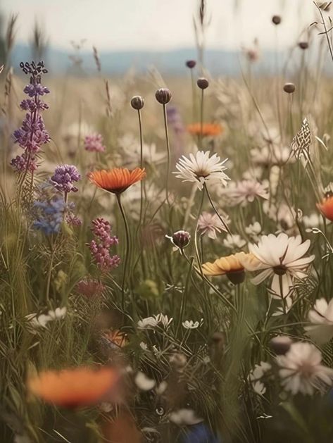 May Day Aesthetic, Roadside Wildflowers, English Wildflowers, Rows Of Flowers, Lifestyle Block, Creative Sketchbook, Wildflower Wedding Theme, Meadow Garden, Field Flowers