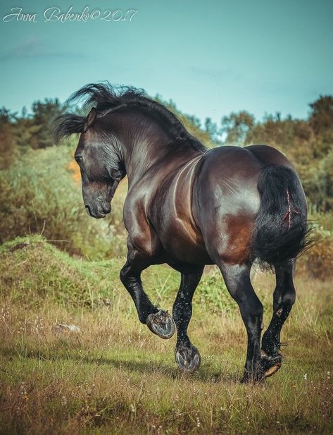 Horses Reference Photos, Draft Horse Photography, Horse Poses Reference, Horse Reference Photos, Horse Bucking, Akhal-teke, Horse Poses, Horse Rearing, Horse Anatomy