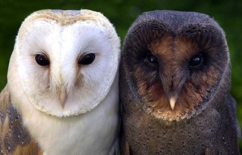 Two Owls, Barn Owls, Owl Pictures, Pretty Animals, Silly Animals, Barn Owl, Cute Little Animals, Animals Friends, I Love Her