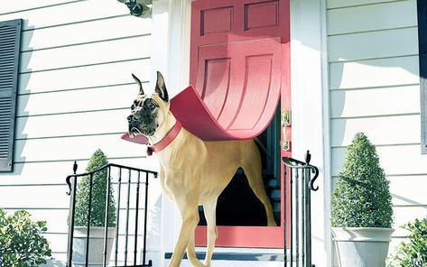 Best Dog Door for Great Dane 2020: Reviews + Buyer’s Guide Great Dane Dog Door, Dog Doors For Large Dogs, Diy Doggie Door, Best Dog Door, Large Dog Door, Dog Doors, Cool Dog Houses, Tallest Dog, Vizsla Dogs