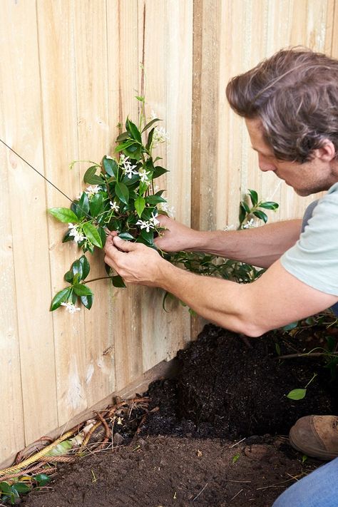 Jasmine Trellis Wall Climbing Vines, Garden Wire Trellis, Garden Wall Decoration Ideas Outdoor, Jasmine Wire Trellis, Diamond Vine Trellis, Jasmine Climber Trellis, Jasmine Espalier Wall, Trellis For Climbing Plants, Star Jasmine Espalier