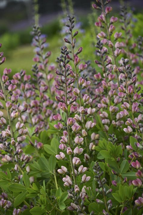 Pink Truffles, Baptisia Plant, Alphabet Project, False Indigo, Town Garden, Baptisia Australis, Pink Perennials, Garden 2023, Drought Tolerant Perennials