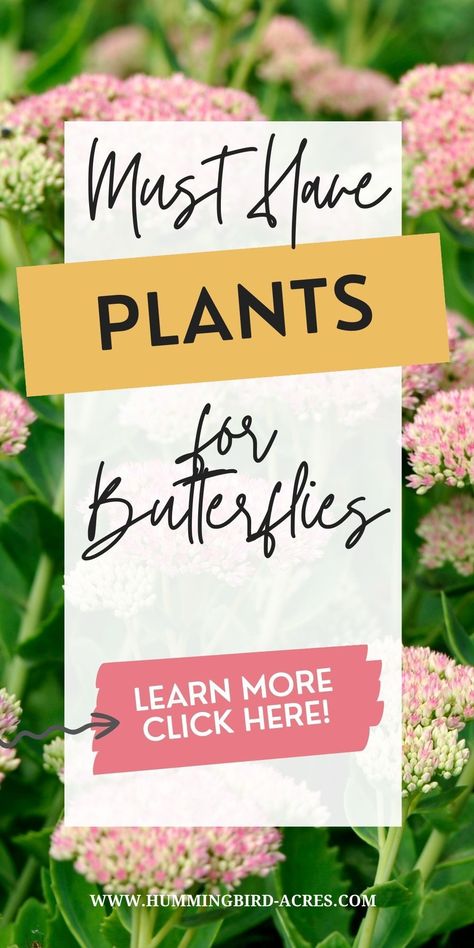 Turn your garden into a butterfly paradise by planting the perfect selection of plants! Make sure your butterfly garden is full of vibrant colors, nectar-rich flowers, and plenty of foliage. Start stocking up now and you’ll be enjoying butterflies fluttering around in no time! Click here to find out what plants are best for attracting butterflies. Magical Butterfly, White Flowering Plants, Attracting Butterflies, Butterfly Garden Plants, Butterfly Gardens, Partial Shade Plants, Full Sun Plants, Butterfly Bush, Sun Plants