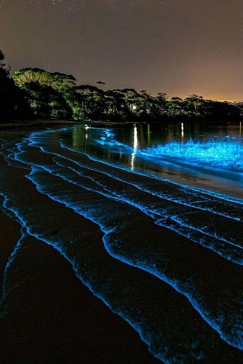 Bioluminescence Water, Bioluminescent Algae, Ocean At Night, Sea Of Stars, Outdoor Fairy Lights, Australian Beach, Beach Wallpaper, Paradise On Earth, Beautiful View