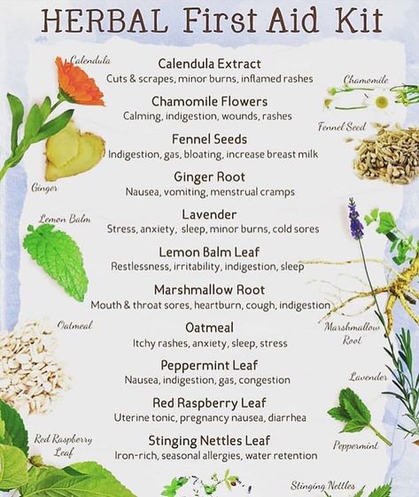 Ilana Sobo on Instagram: “Ooh This is an excellent list.  Good to have these herbal allies on hand or in your pantry. I might also  include yarrow for…” Herbal First Aid Kit, Natural First Aid Kit, Herbal First Aid, Medicinal Herbs Garden, Medical Herbs, Herbal Apothecary, Herbal Healing, Seasonal Allergies, Herbs For Health