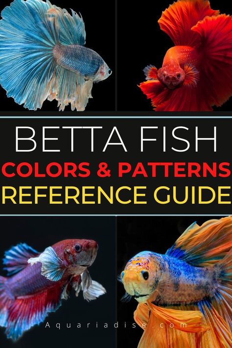 This page is a reference for common color types and variations of bettas. #bettafish Betta Tanks, Types Of Betta Fish, Fish Reference, Fish Types, Betta Fish Types, Betta Aquarium, Betta Fish Care, Bluff City, Betta Tank